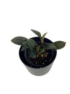 Ludisia discolor var. nigrescens - S