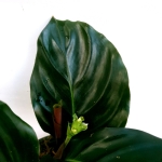 Calathea metallica