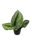 Scindapsus pictus 'Exotica'