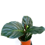 Calathea metallica