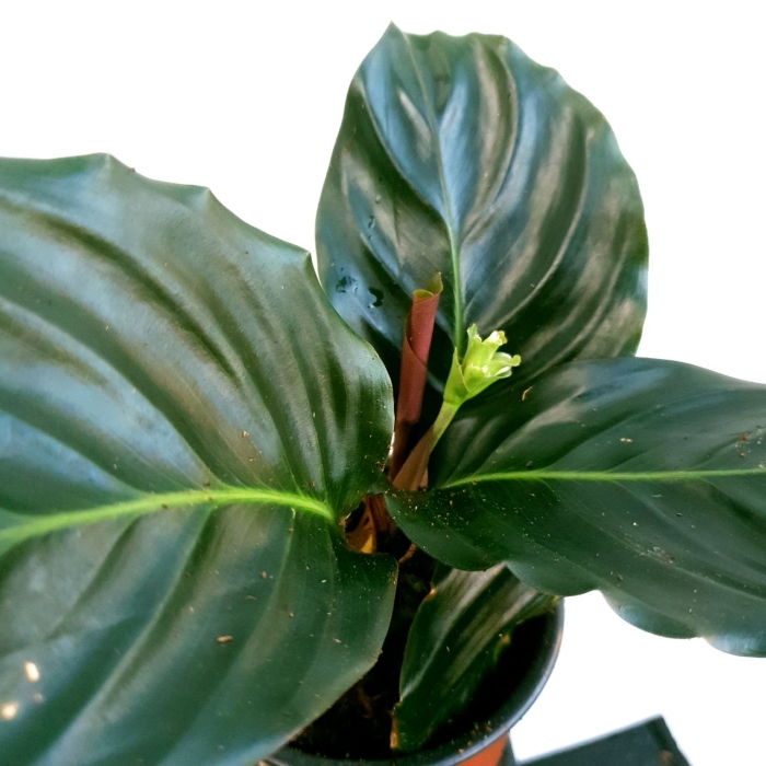 Calathea metallica