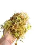 Żywy mech sphagnum
