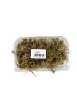 Żywy mech sphagnum - 1l