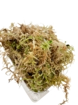 Żywy mech sphagnum