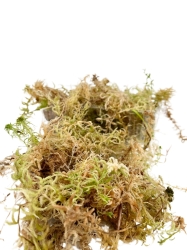 Live sphagnum moss - 1l