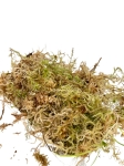 Żywy mech sphagnum