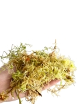 Żywy mech sphagnum
