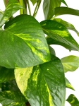 Epipremnum aureum - XL - roślina na paliku