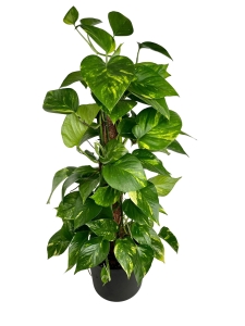 Epipremnum aureum - XL - roślina na paliku