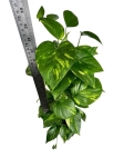 Epipremnum aureum - XL - roślina na paliku