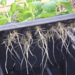 pol_pl_Nutriculture-NC-Propagator-Aero-Hydro-X-Stream-20-59x46-5xh44cm-3166_7.jpg