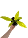Philodendron yellow saw / ring of fire gold / narrow yellow