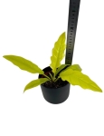 Philodendron yellow saw / ring of fire gold / narrow yellow