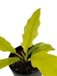 Philodendron yellow saw / ring of fire gold / narrow yellow