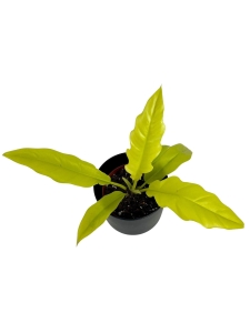 Philodendron yellow saw / ring of fire gold / narrow yellow