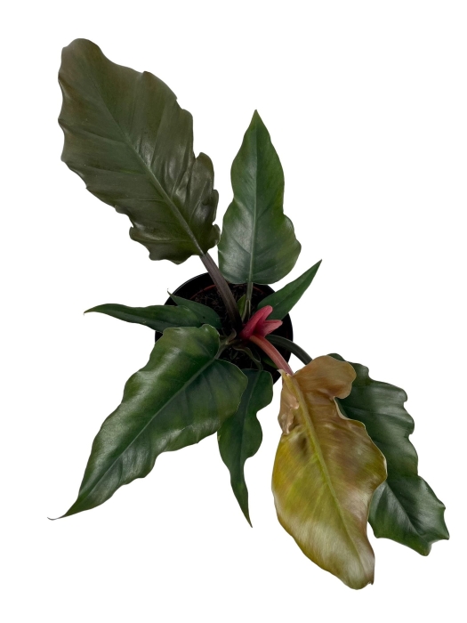 Philodendron Pluto - M