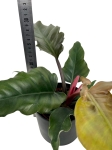 Philodendron Pluto - M