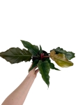 Philodendron Pluto - M