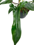 Philodendron 69686