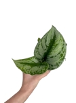 Scindapsus pictus 'Exotica'