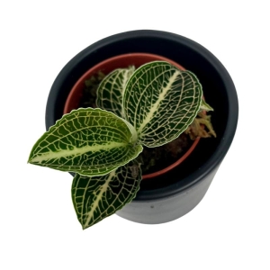 Storczyk Anoectochilus siamensis x roxburhii