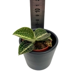 Storczyk Anoectochilus siamensis x roxburhii