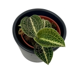 Storczyk Anoectochilus siamensis x roxburhii