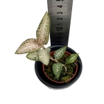 Storczyk Goodyera schlechtendaliana var 'Nishikiran Japan'