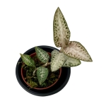 Storczyk Goodyera schlechtendaliana var 'Nishikiran Japan'