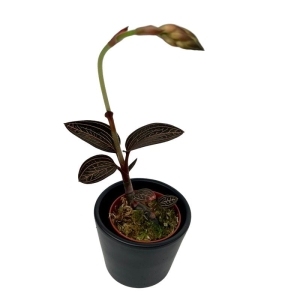 Storczyk Anoectochilus roxburghii x ludisia discolor (Spiderman)