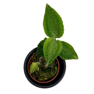 Storczyk Anoectochilus S.P. GREEN