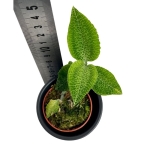 Storczyk Anoectochilus S.P. GREEN
