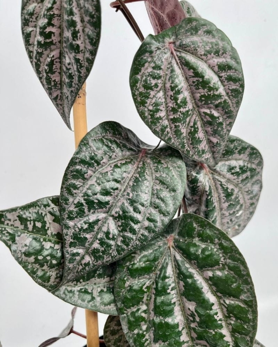 Piper crocatum - M