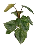 Philodendron Sodiroi - M - 2 gat.