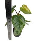 Philodendron Sodiroi - M - 2 gat.