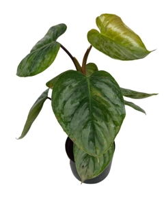 Philodendron sodiroi M