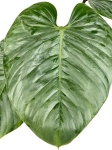 Philodendron-Sodiroi-poglądowe zdjęcie starszej rośliny