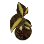Macodes petola 'Pearl'