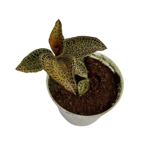 Storczyk Macodes petola 'Topaz'