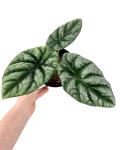 Alocasia sinuata M