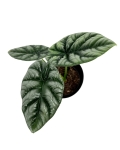Alocasia sinuata M