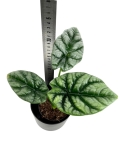 Alocasia sinuata M