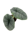 Alocasia melo - M