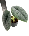 Alocasia melo - M