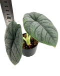 Alocasia melo - M