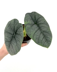 Alocasia melo (1)