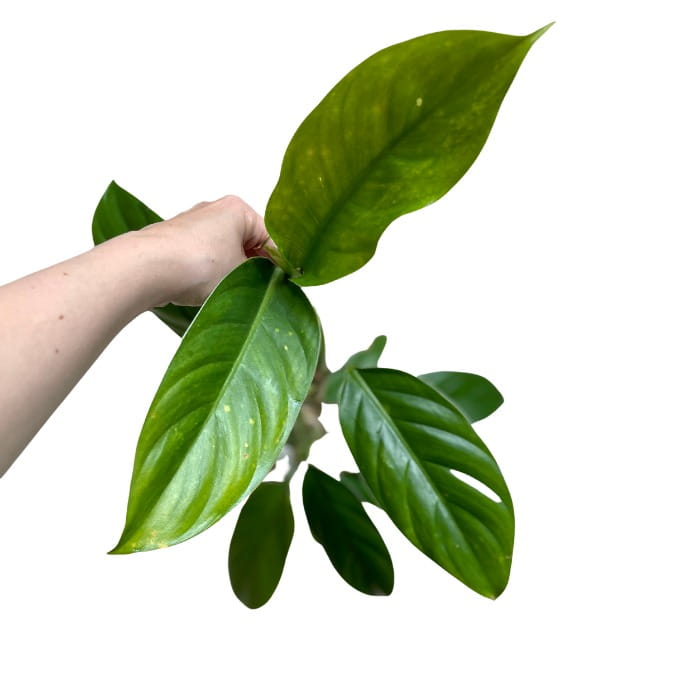 Philodendron hebetatum - matecznik
