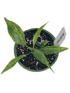 Philodendron Lime Fiddle / Camouflage - S