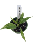 Philodendron Lime Fiddle / Camouflage  - S