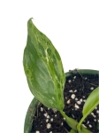 Philodendron Lime Fiddle / Camouflage  - S